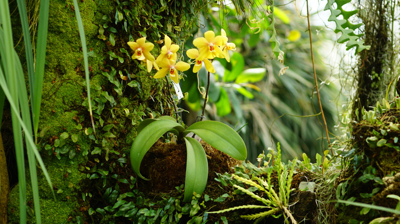 What are epiphytes and how to care for them