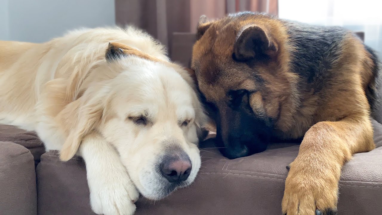 Golden retriever and German shepherd nap together