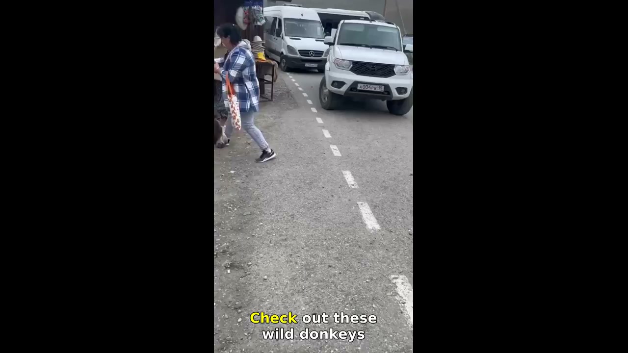 Donkeys play and slip in Vladikavkaz