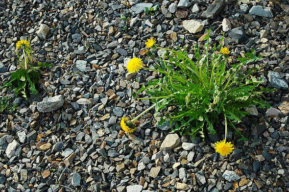 Stop killing weeds with vinegar and salt when alternative method works ...