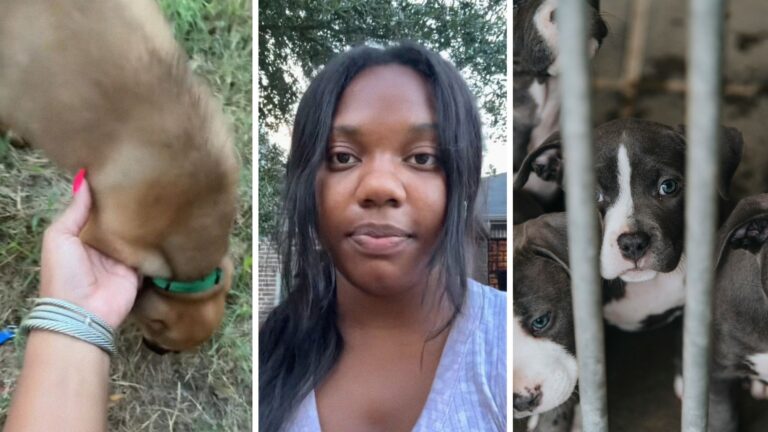 Houston woman picks up new ‘pit bull-mix’ puppy at shelter. When she ...