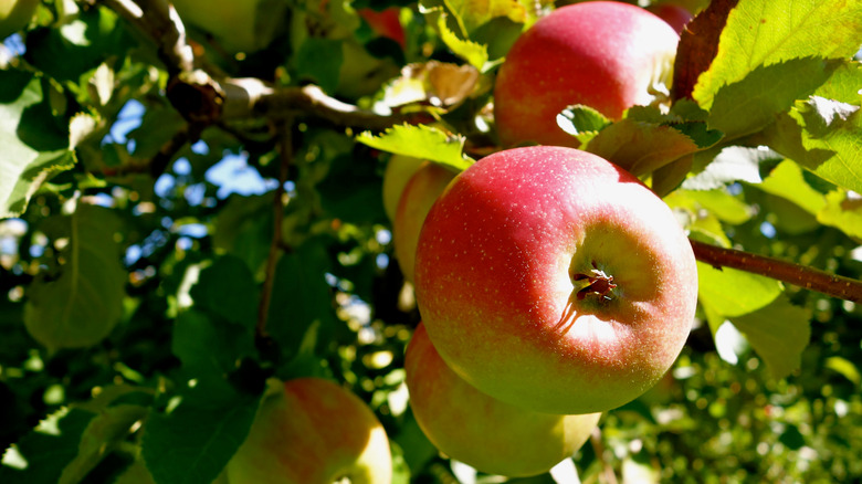 How to grow and care for an apple tree