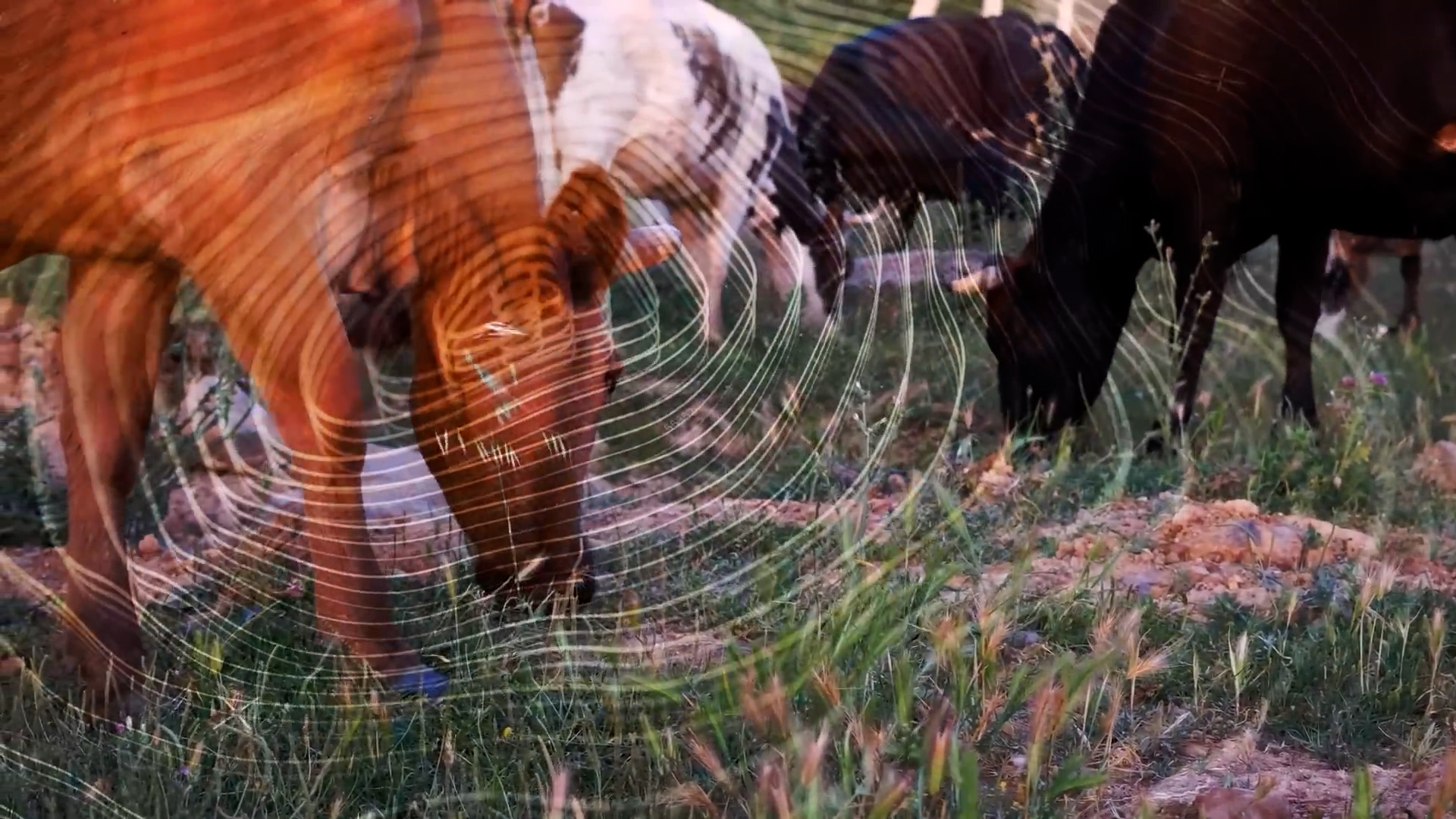 Patterns appearing across ecosystems simultaneously that scientists ...