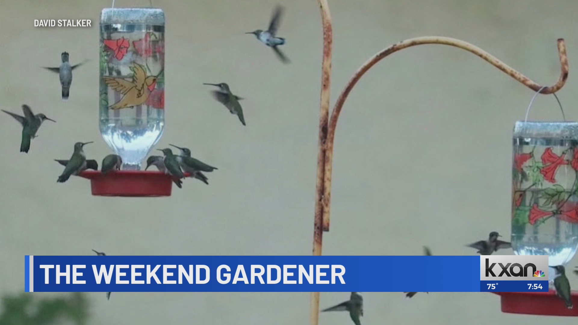 The weekend gardener: Fall hummingbird migration