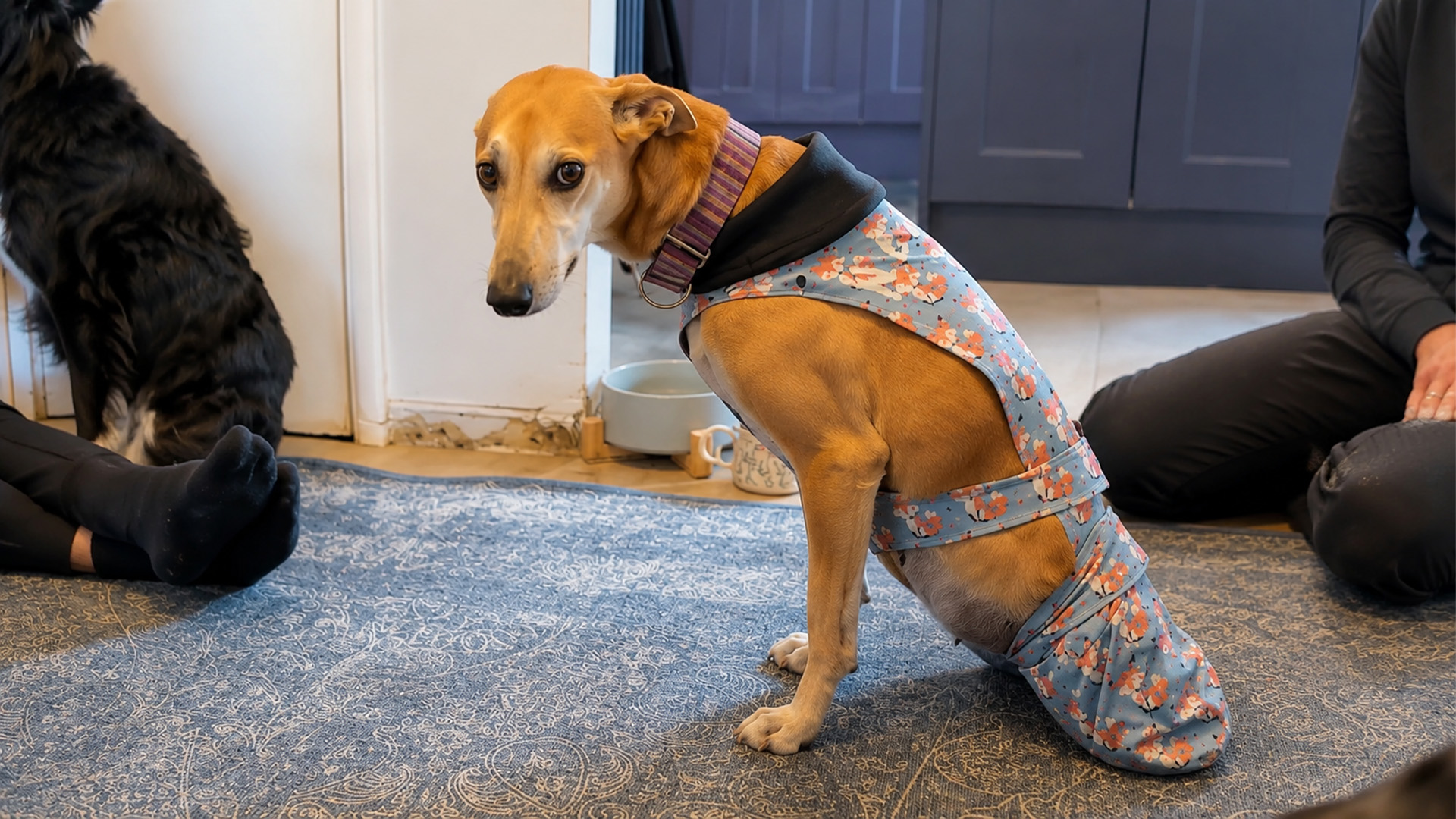 This rescue dog was hurt, scared, and left to survive