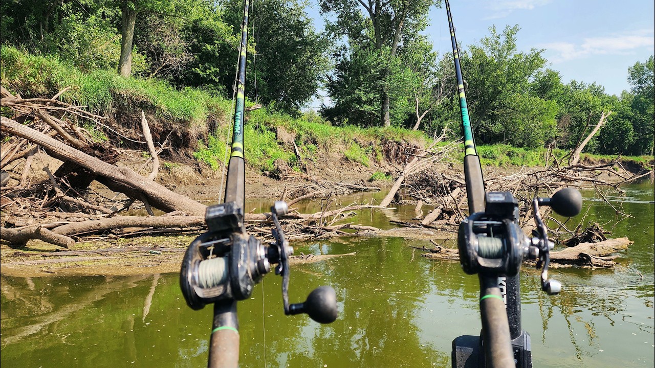 A monster fish is hiding in this logjam