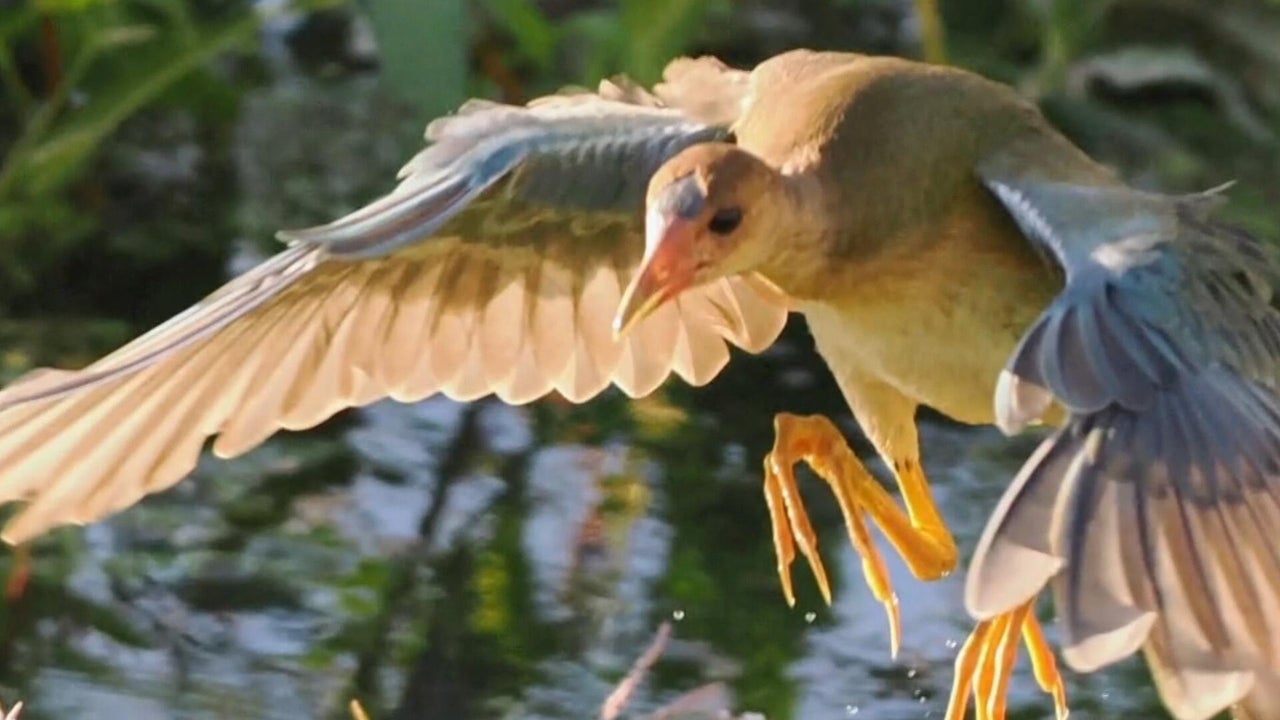 California community mesmerized by rare bird sighting