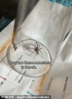 Horrified Brits say their homes are crawling with spiders - here's what's behind the invasion