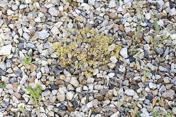 Stop killing weeds with vinegar and salt when alternative method works ...