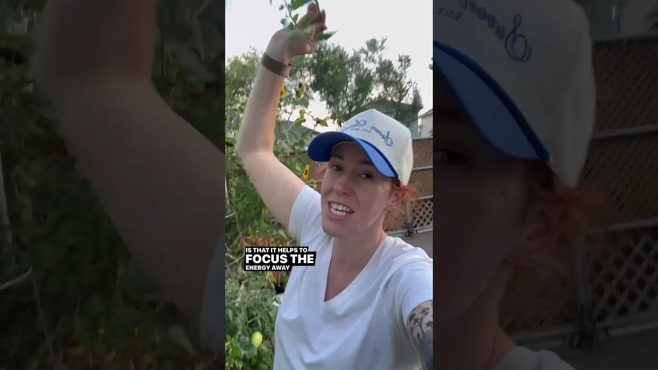 Cut down your tomatoes ASAP