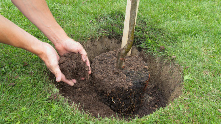 Say goodbye to gravel: Here's the only thing a newly planted tree needs ...