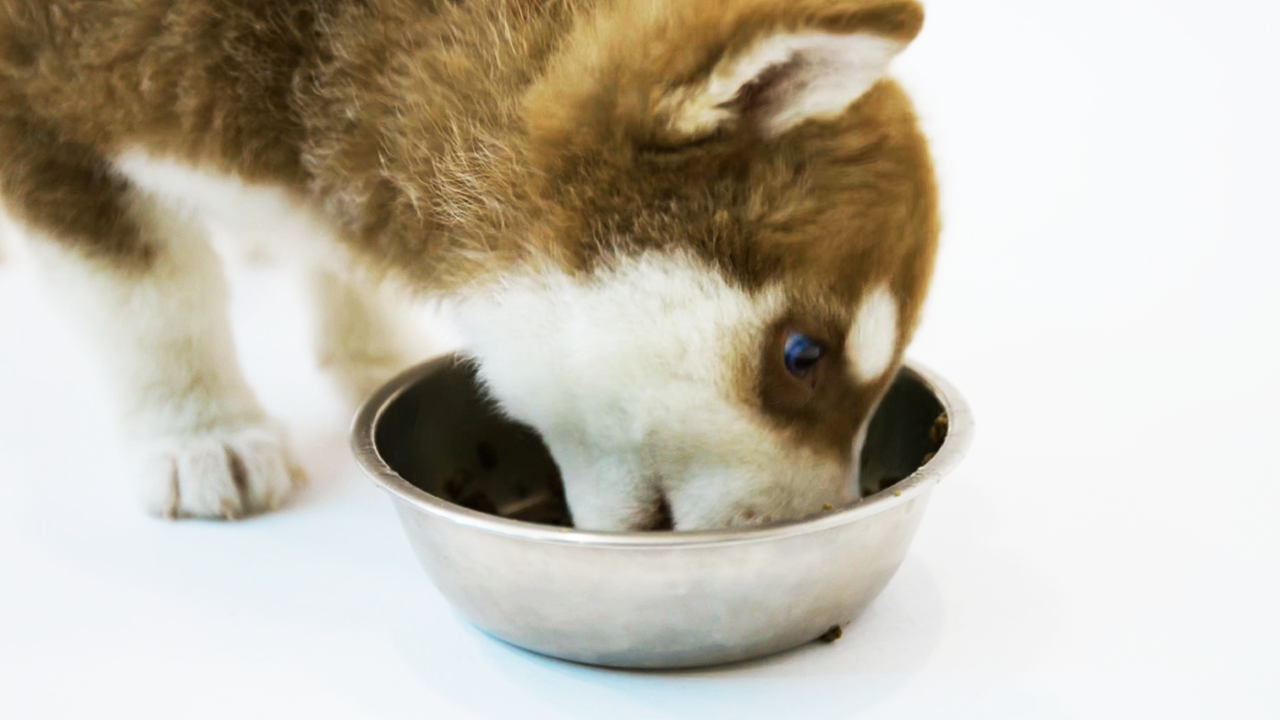 Watch this hungry puppy