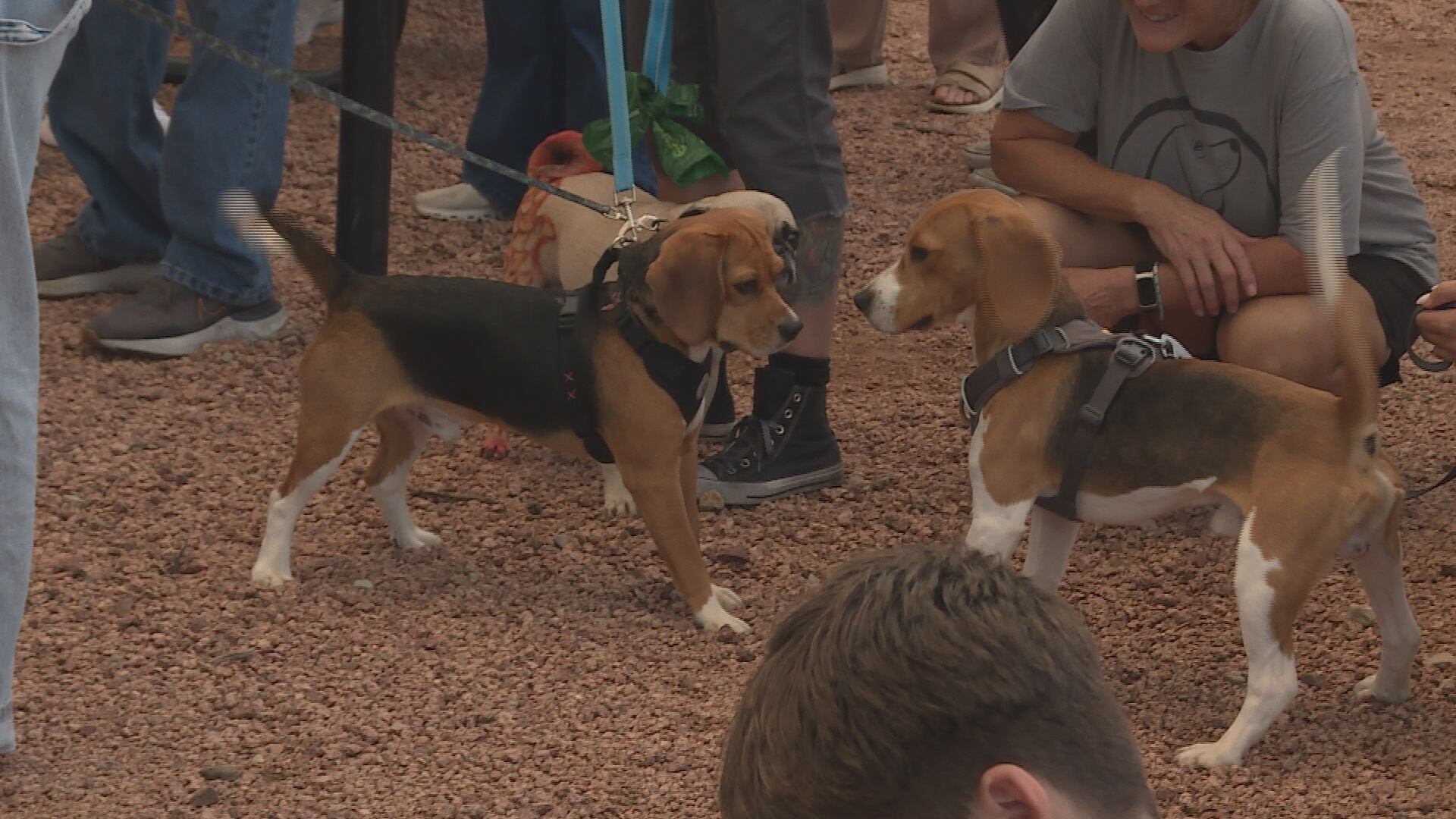 Former Ridglan Farms beagles reunite in Madison as advocates look to what's next