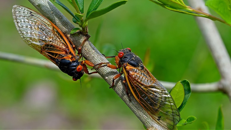 Why are cicadas so noisy?