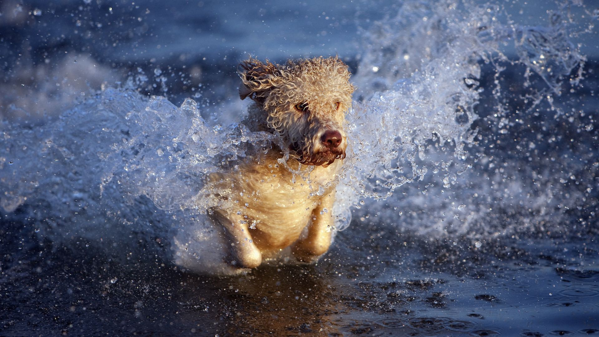 Fun facts about Portuguese water dogs