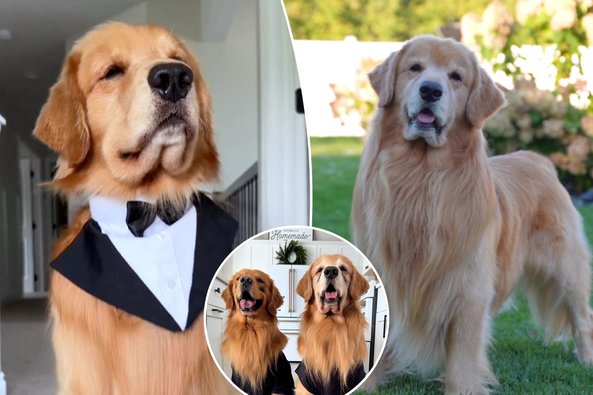 Tucker Budzyn, viral Golden Retriever sensation, dies at 8 after cancer ...