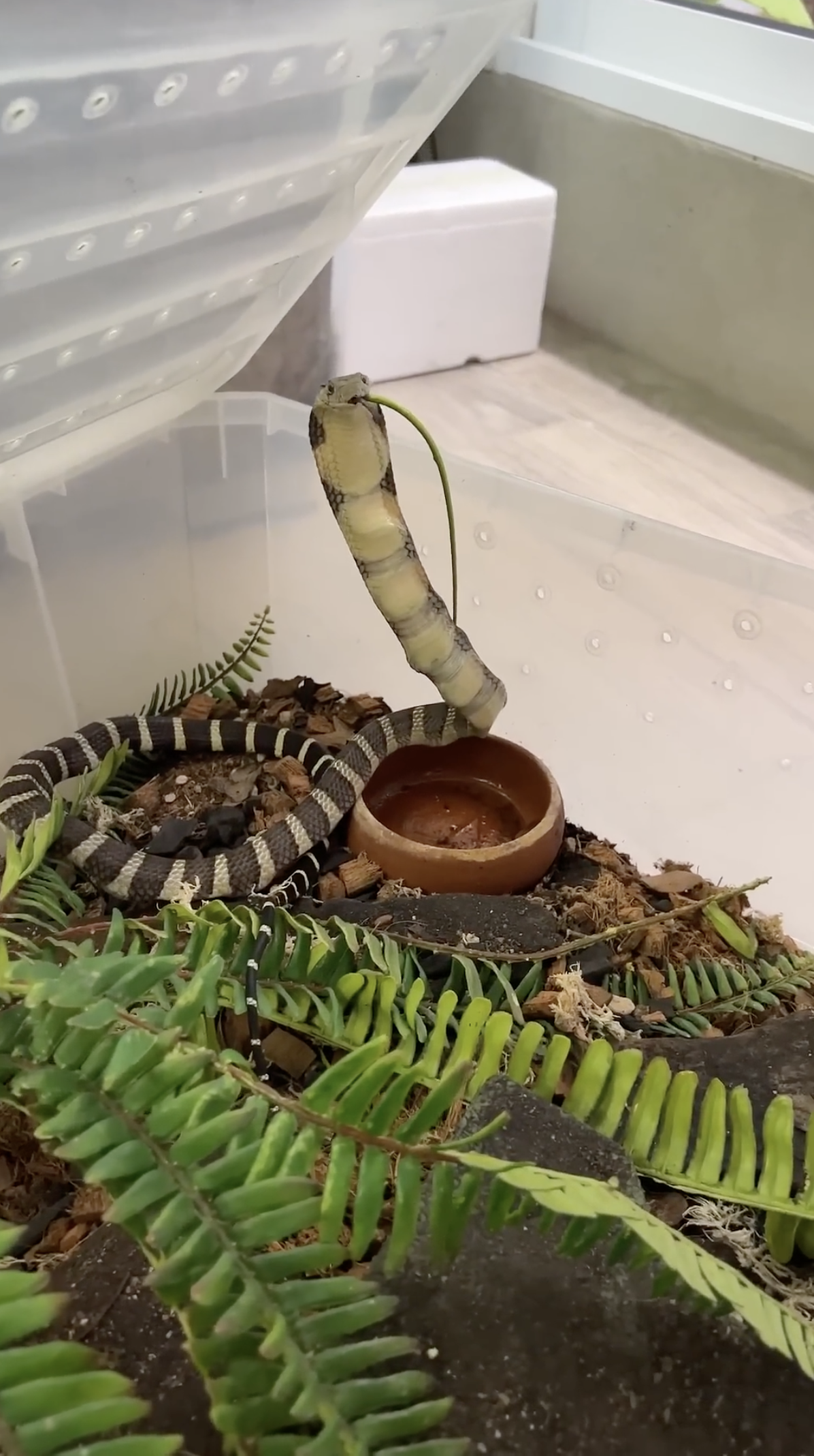 Hungry king cobra goes after a meal