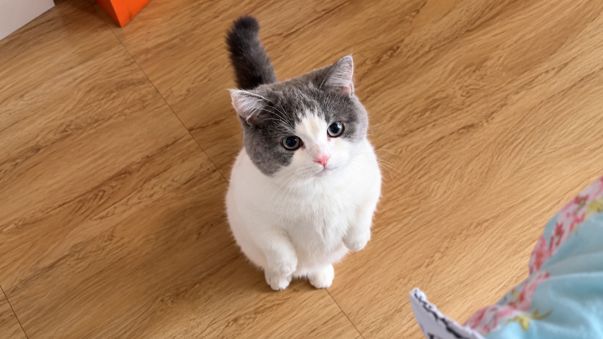 Cat waits patiently with paws raised