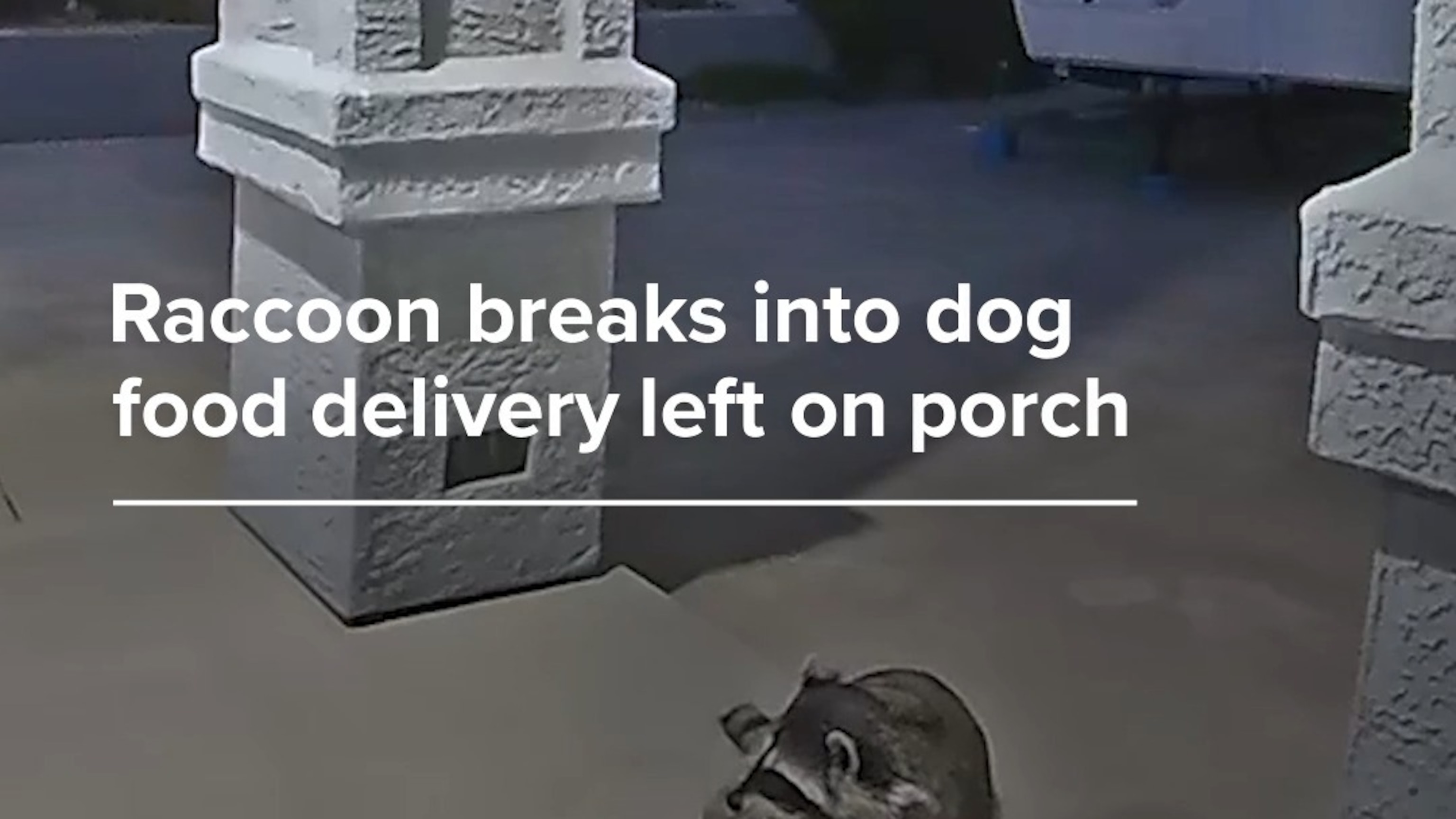Sneaky raccoon breaks into family's dog food delivery