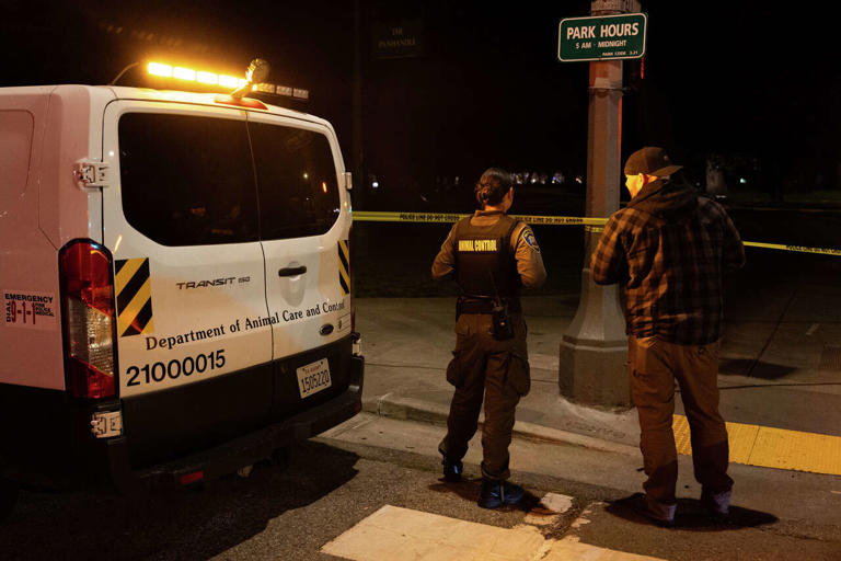 sf-panhandle-quiet-after-mountain-lion-sighting-unclear-where-animal-is
