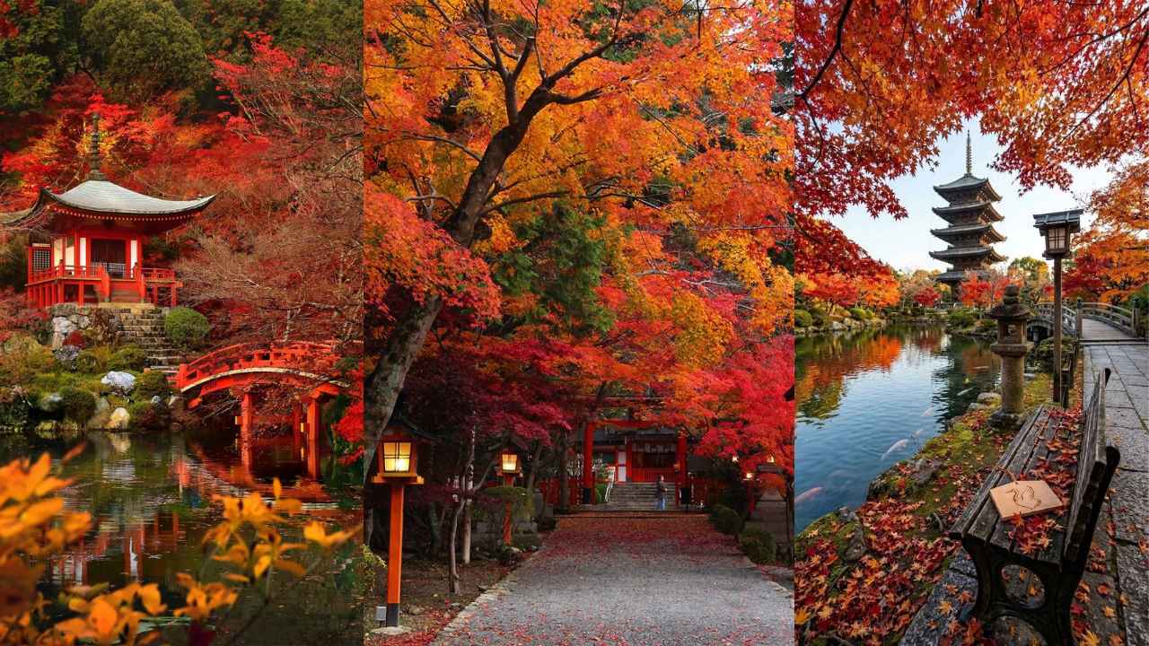 Choosing Kyoto in fall over spring? Travel influencer Lina Irwanto has ...