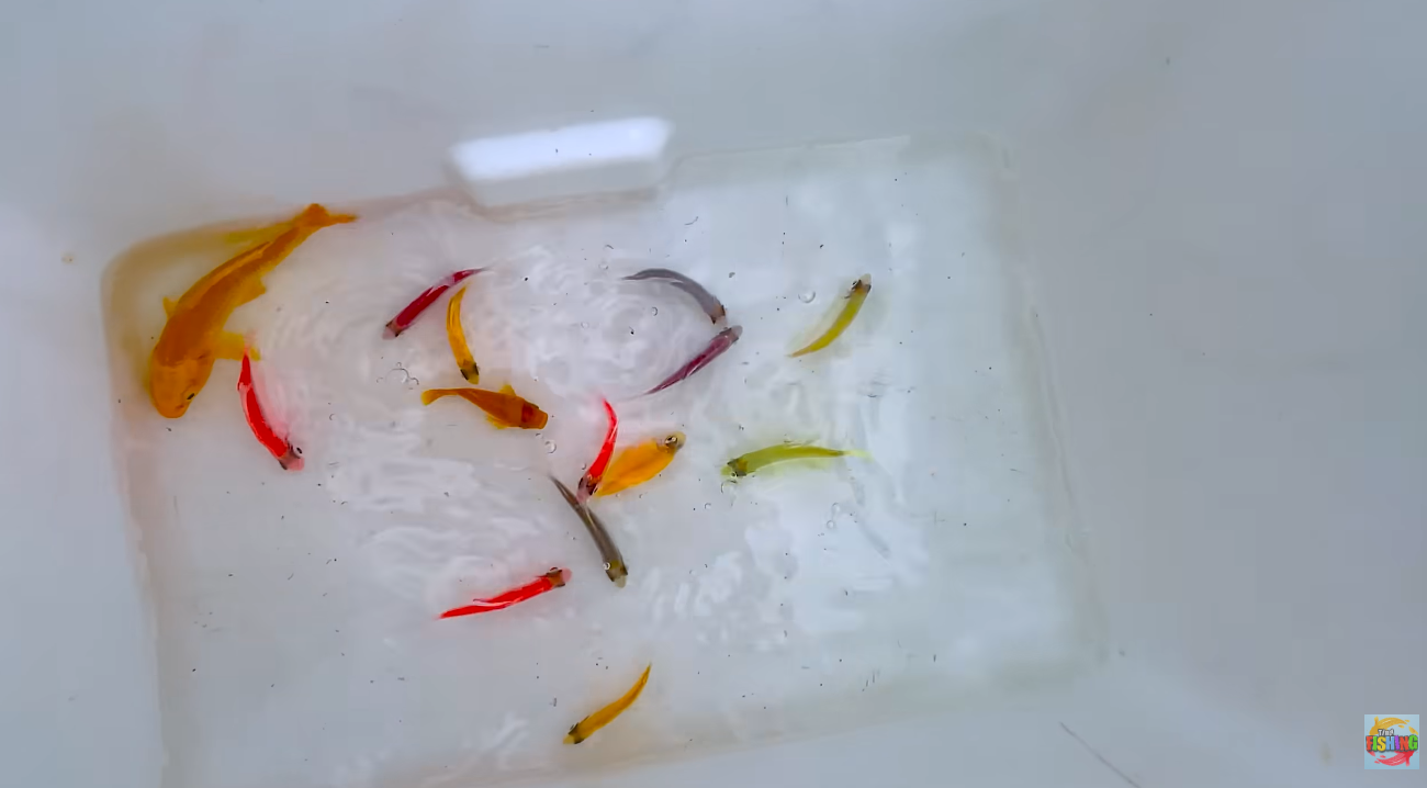 Catch colorful tropical fish in giant colorful eggs, dragon guppy ...
