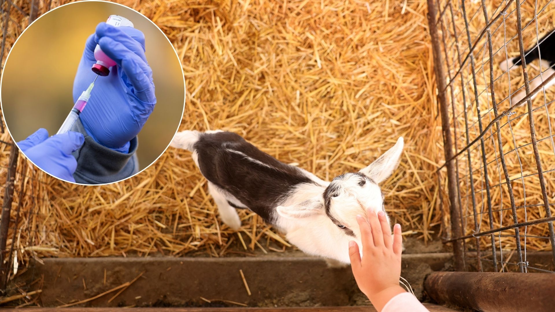 Rabies scare erupts in North Carolina after four baby goats from mobile ...
