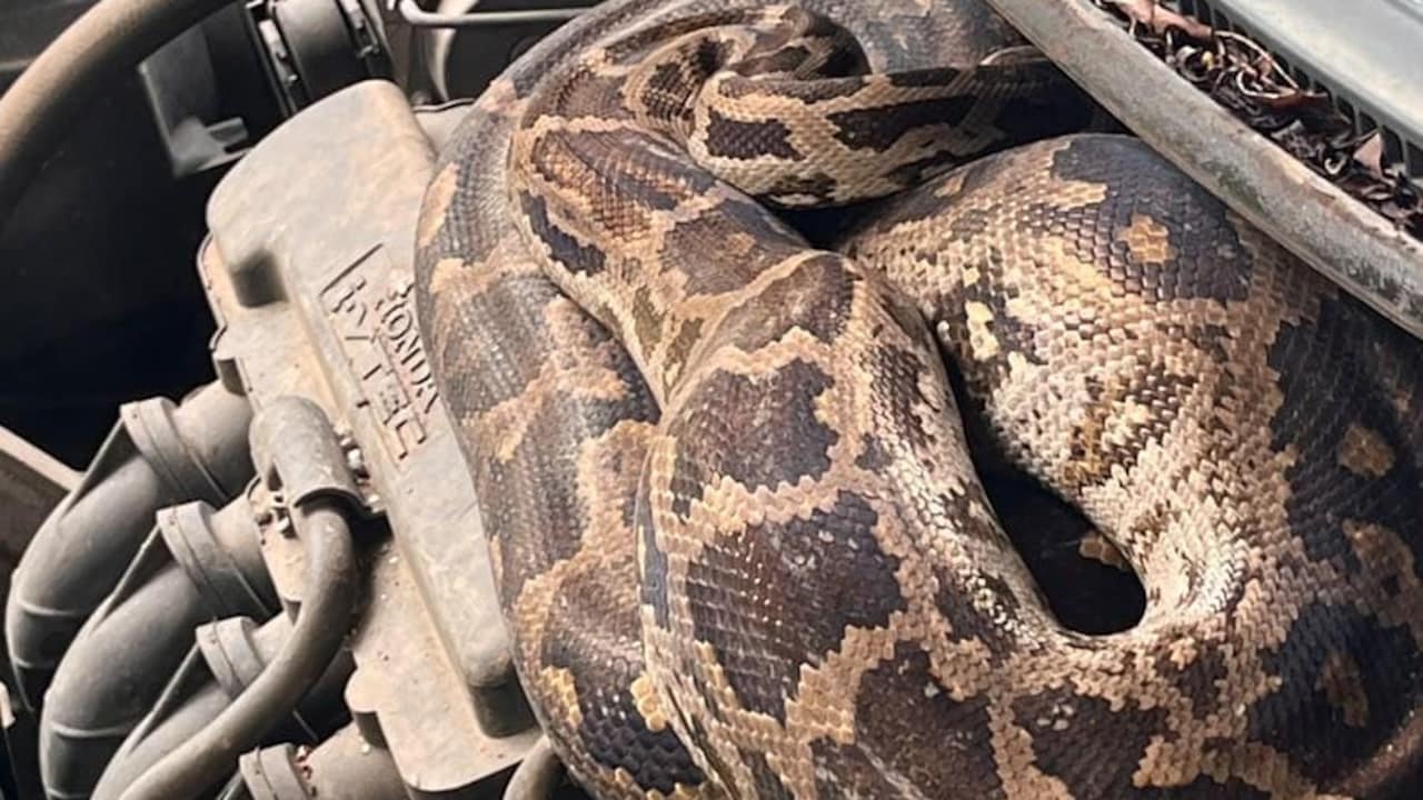 Caught on camera: Python found inside car bonnet in Mumbai's Dahisar ...