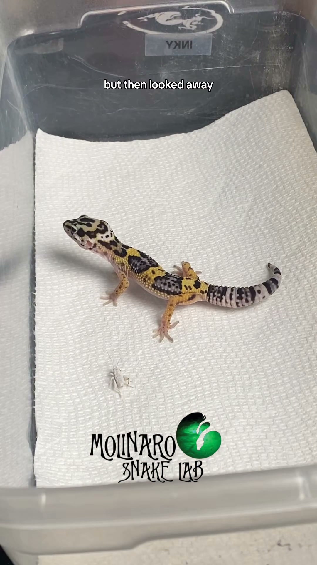 Inky feeding! It’s always a lot of fun to watch him