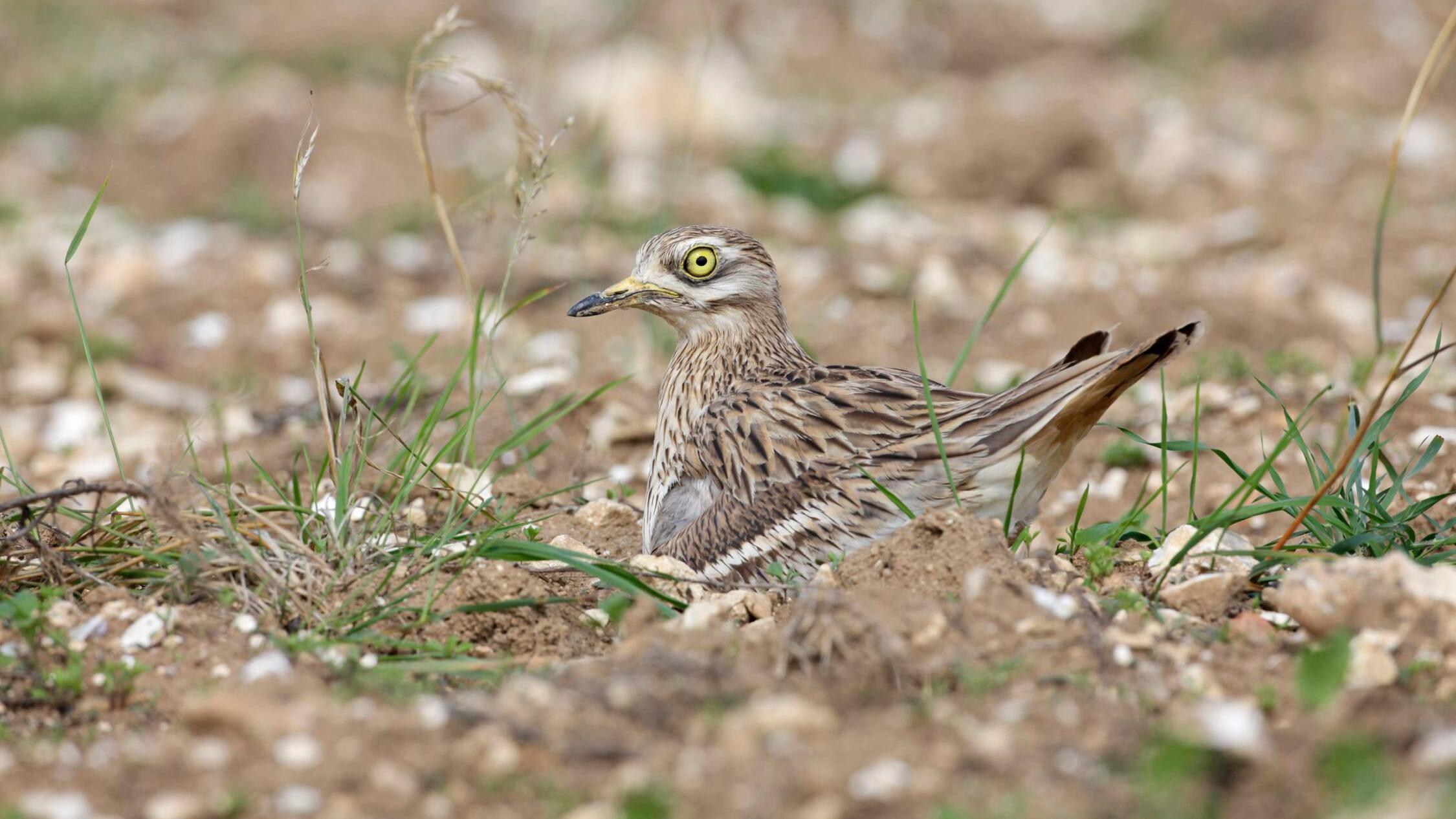nature-reserve-safeguards-rare-bird-population