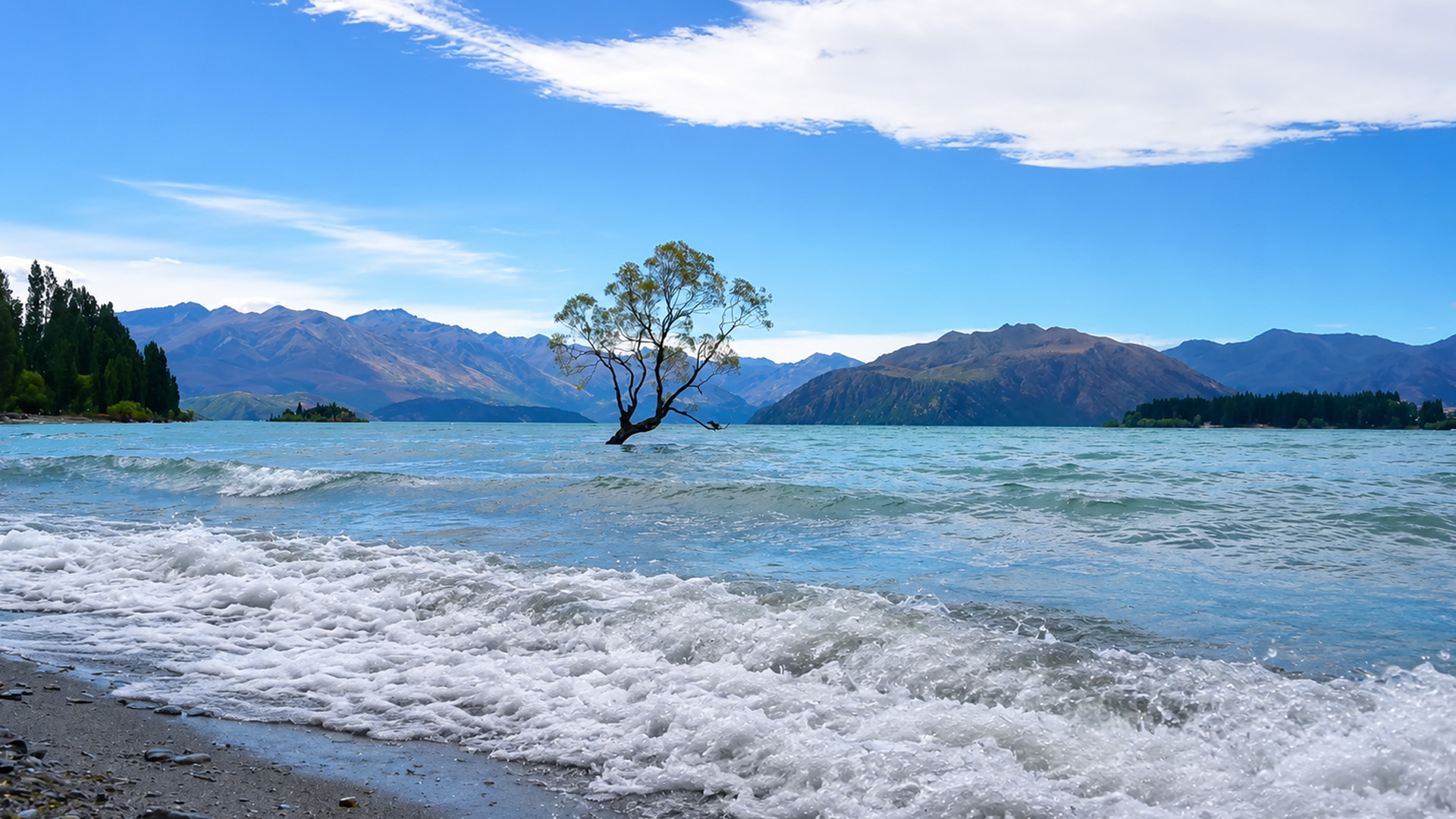 This lone tree has survived years in water