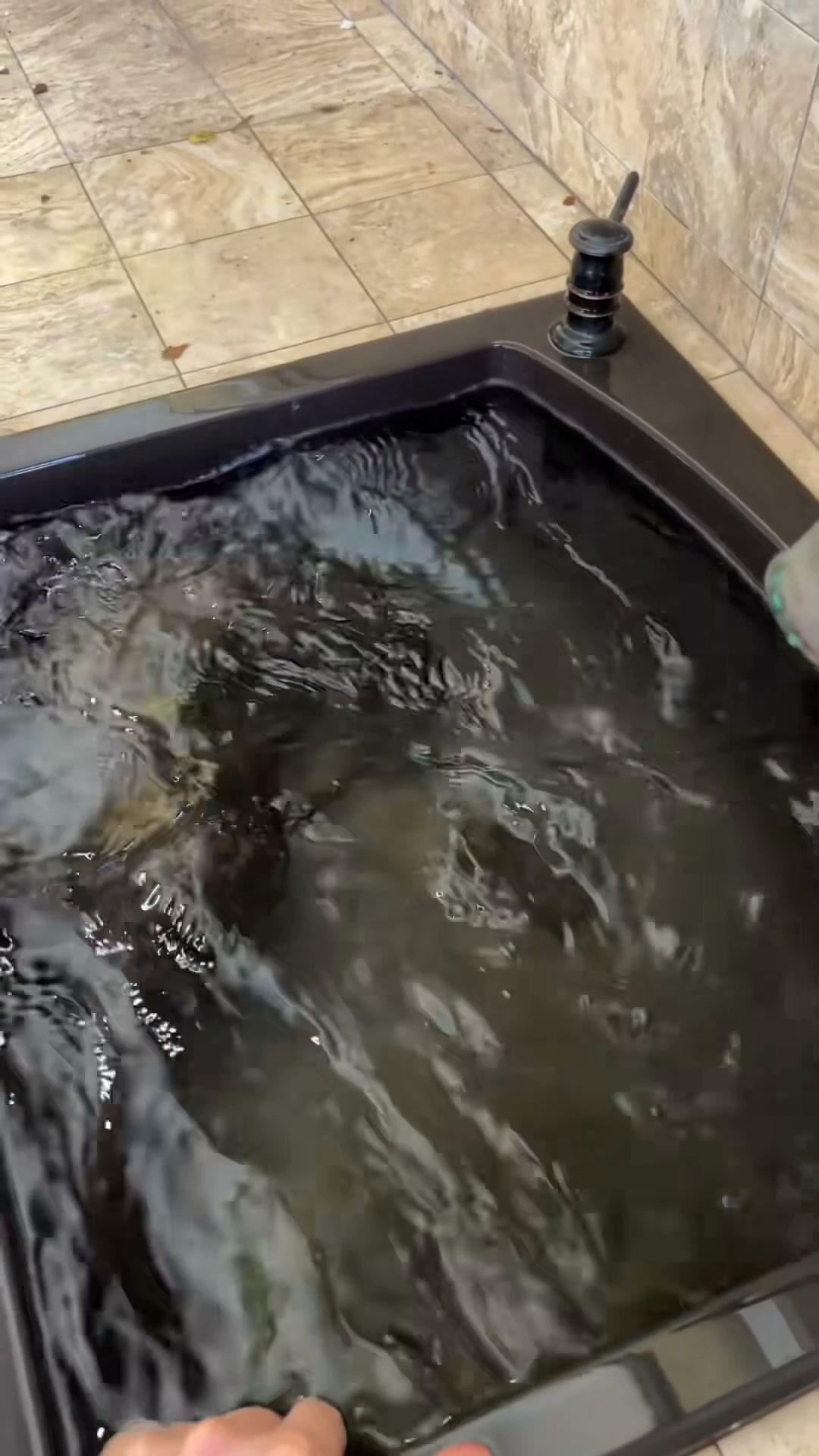 Otter behavior observed up close