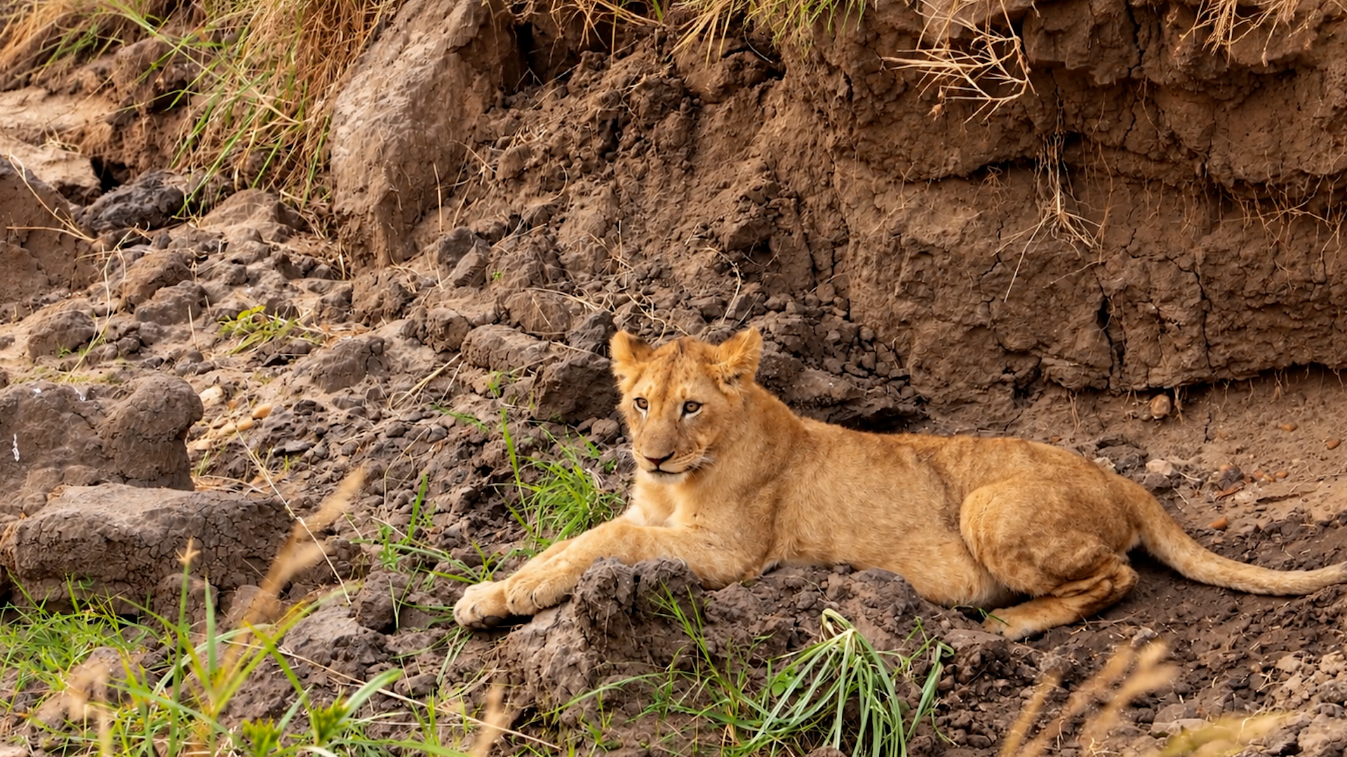 Este león joven se mantuvo alerta mientras descansaba solo