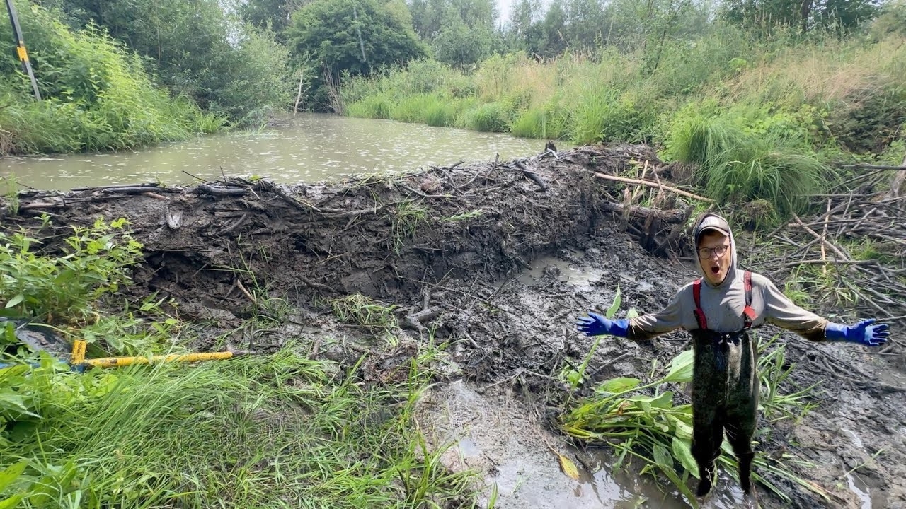 6 meters mud wall! Beaver dam removal