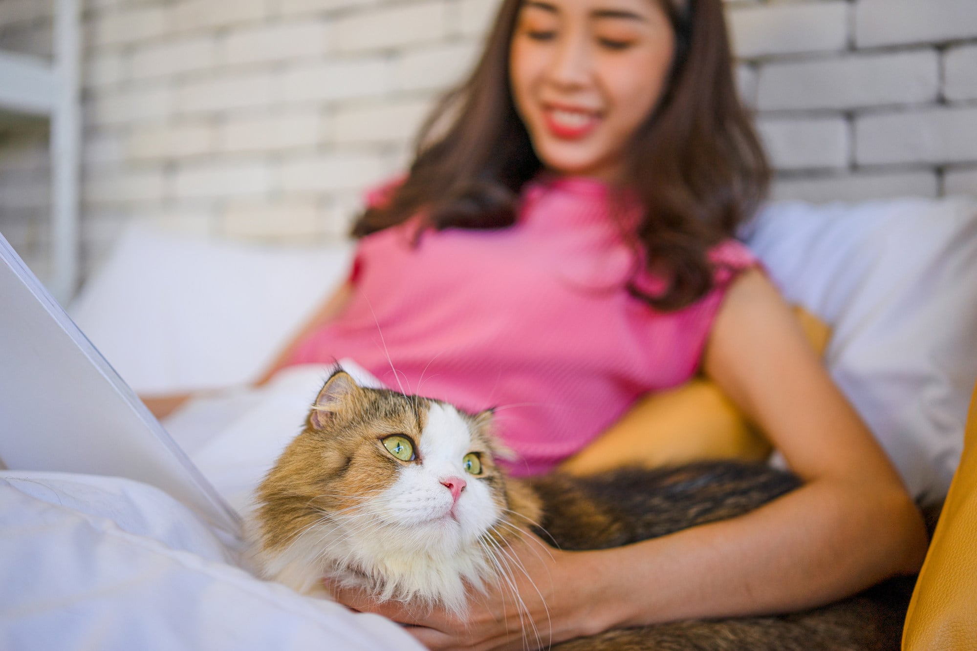 More Chinese pet owners choose TCM for chronic pet illnesses using ...
