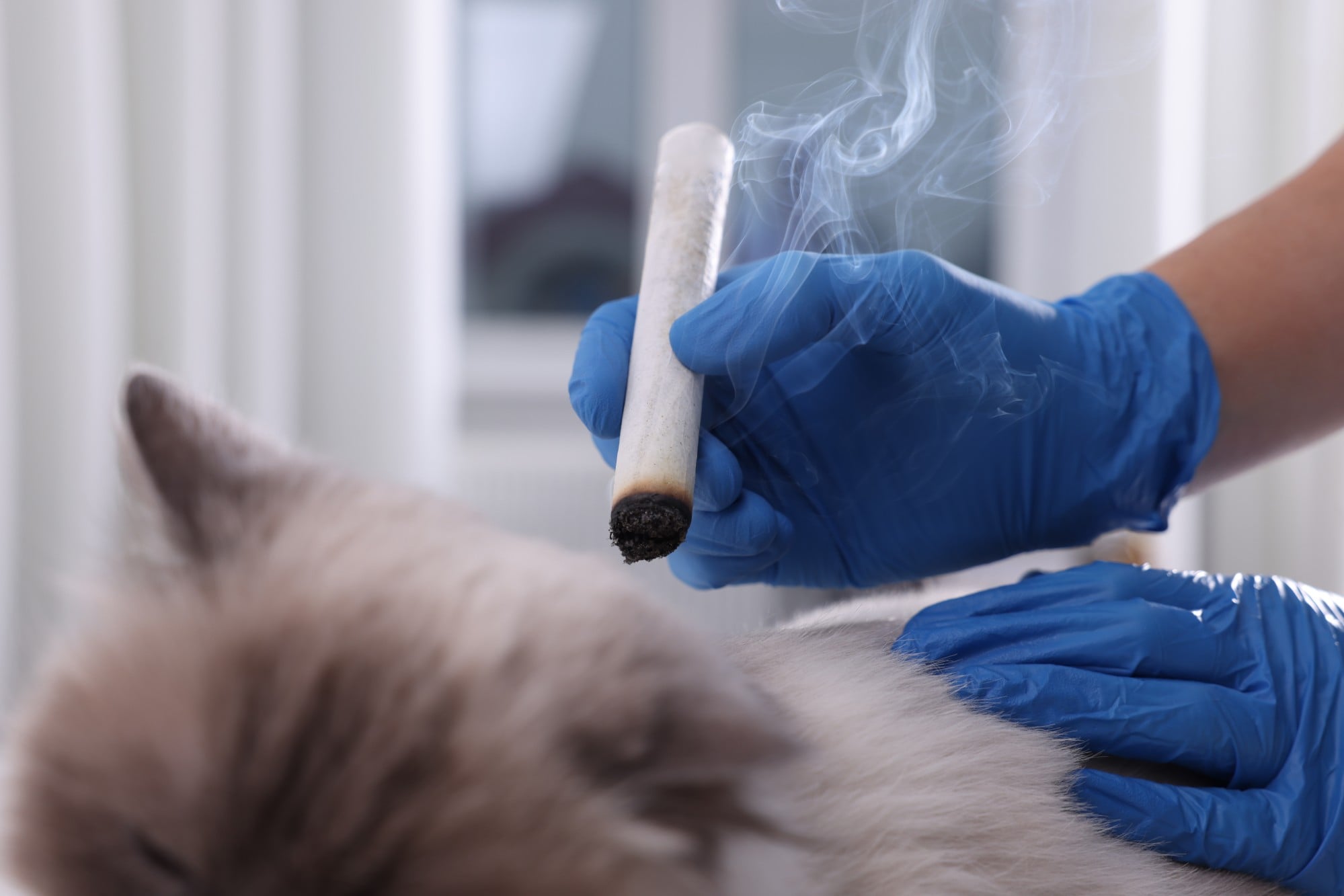 More Chinese pet owners choose TCM for chronic pet illnesses using ...