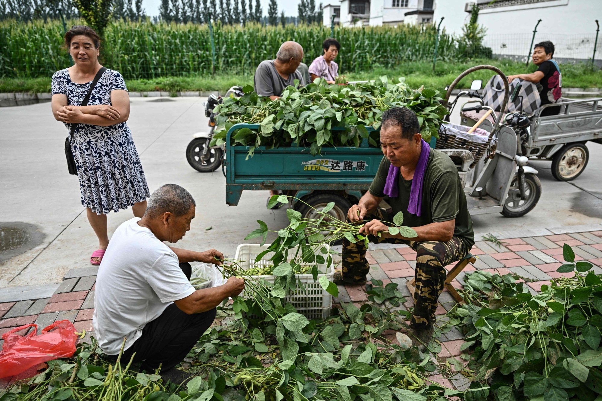 Workers process soybean plants in Jinzhou, northern China's Hebei province, on August 18. Photo: AFP