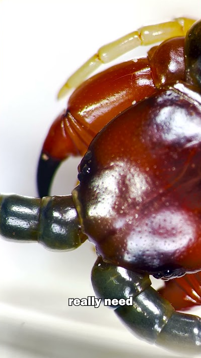Giant centipede under the microscope up close