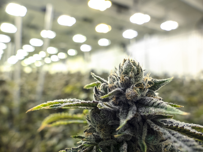 Canopy Growth's revenue grew 13% last quarter. Investors barely reacted. Here's why.