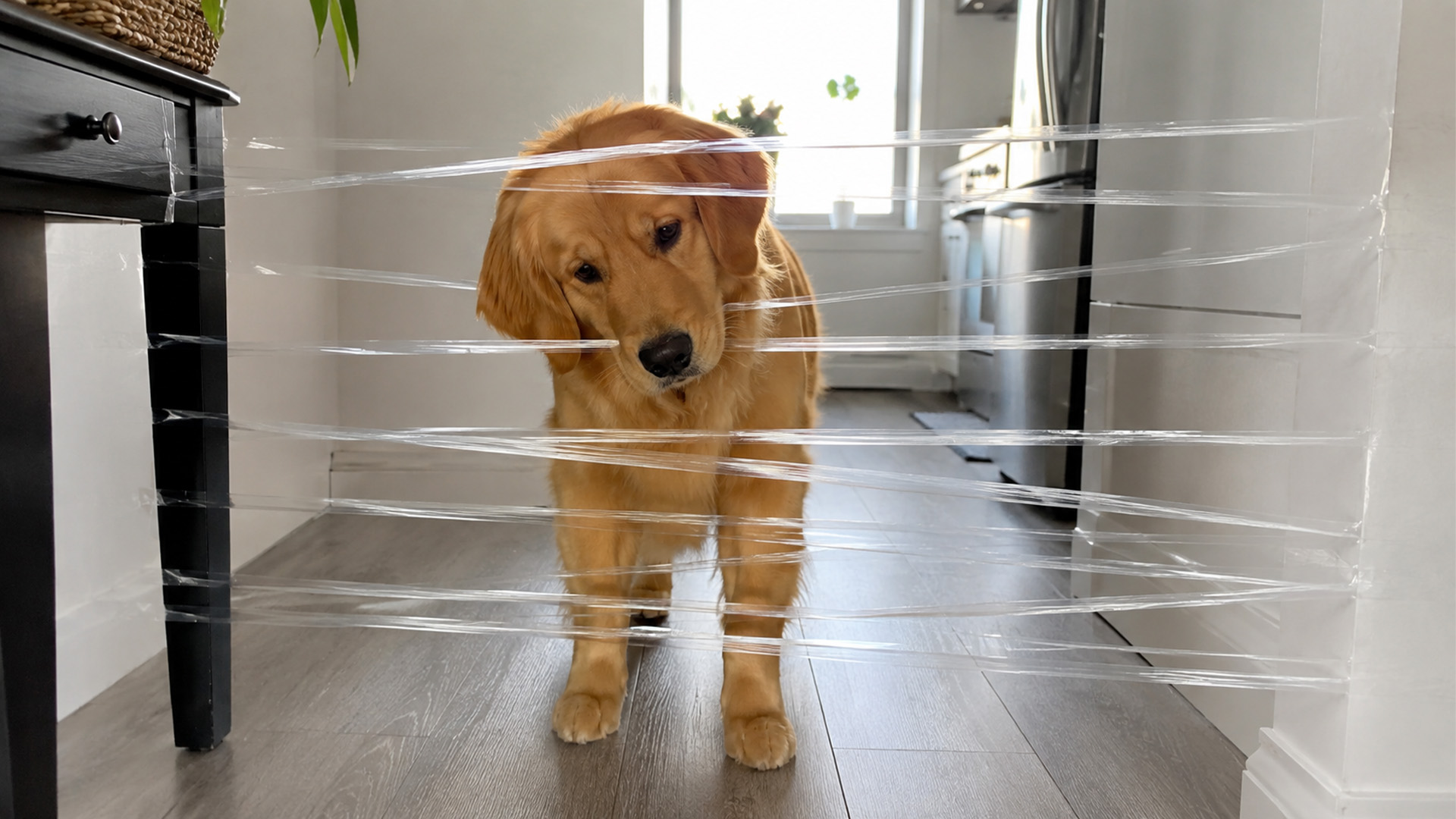 Golden retriever is confused by the invisible wall