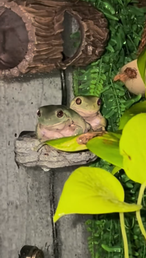 Tree frog feeding reveals some adorable reactions