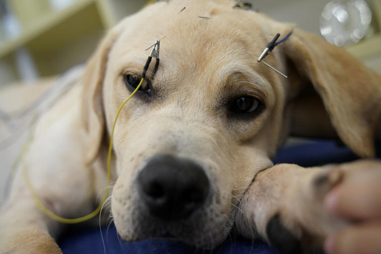 More Chinese pet owners choose TCM for chronic pet illnesses using ...