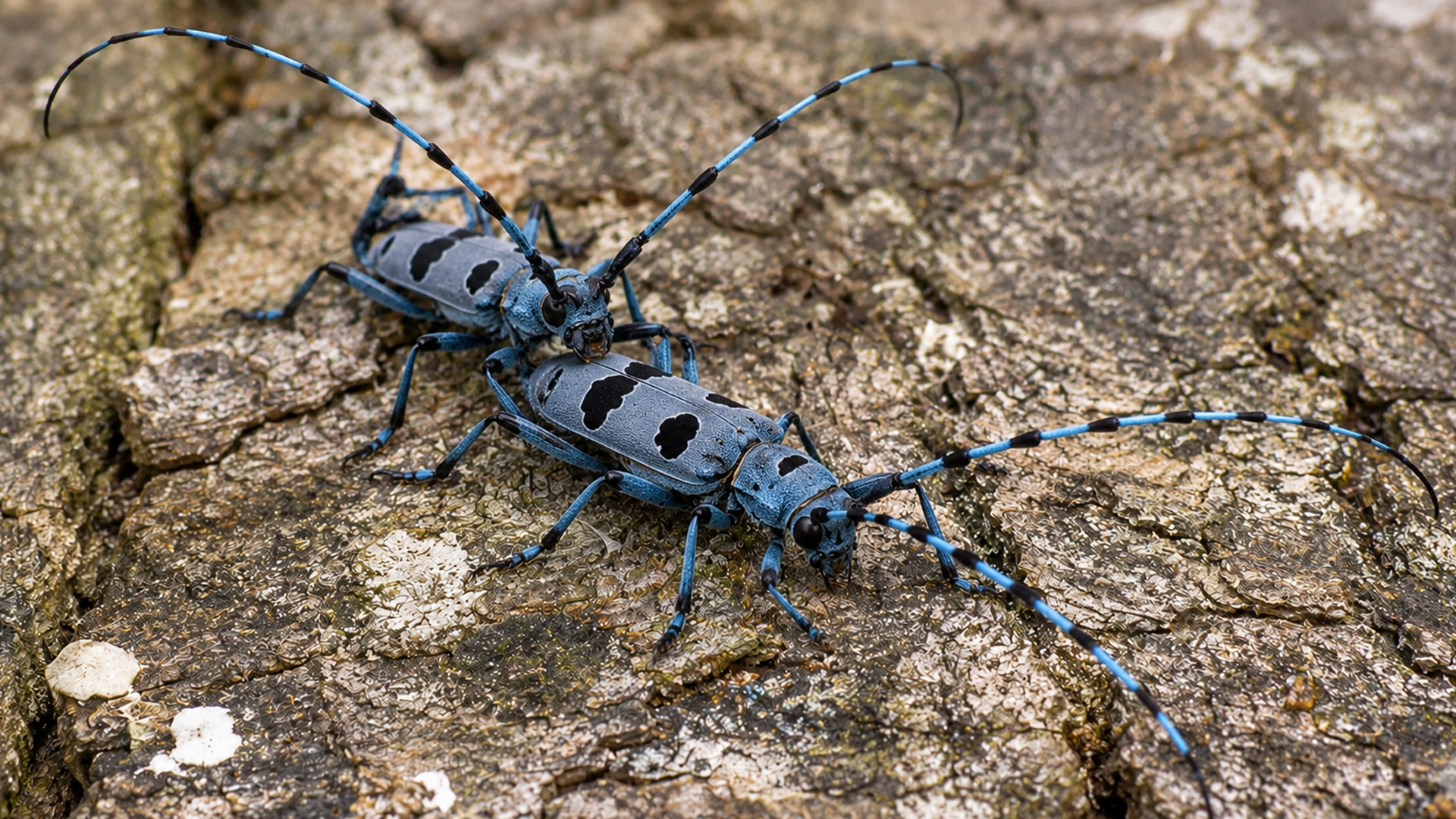 Deux capricornes bleus se rencontrent sur un tronc tombé, filmés en ...