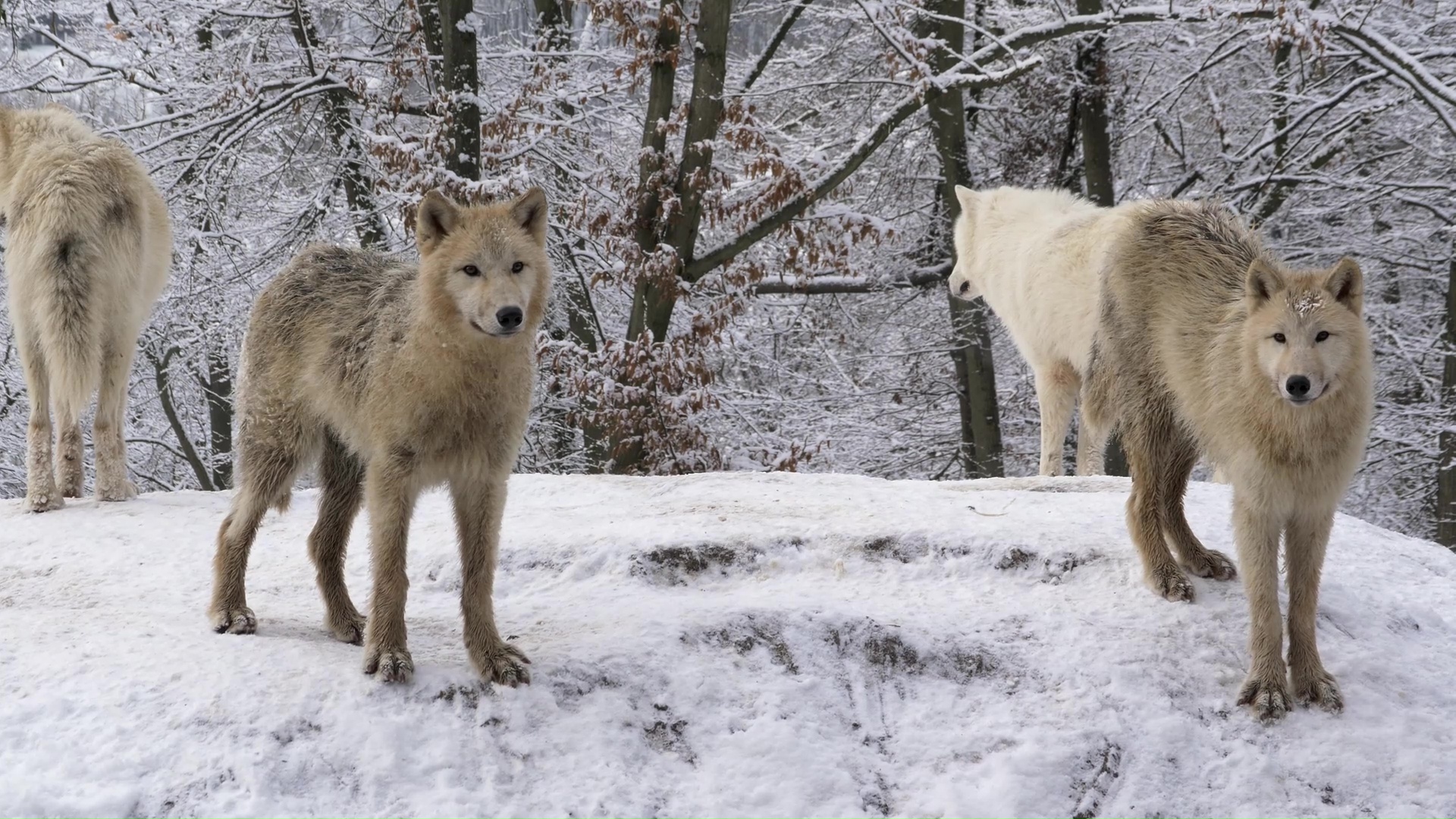 Rare moment arctic wolves gather in a snowy forest