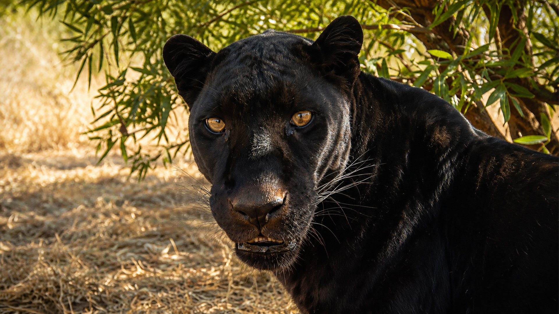 A quiet look from a black leopard