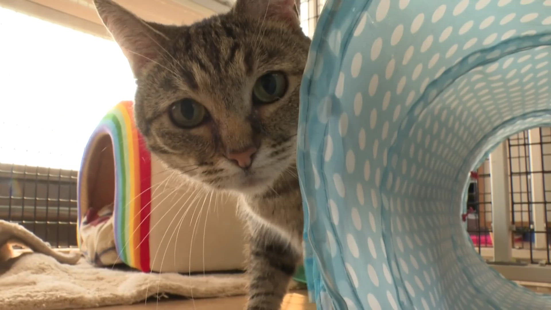 Give for Good: Indiana animal shelter raising money to save lives