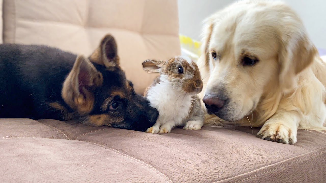 Golden retriever watches a tiny rabbit visitor