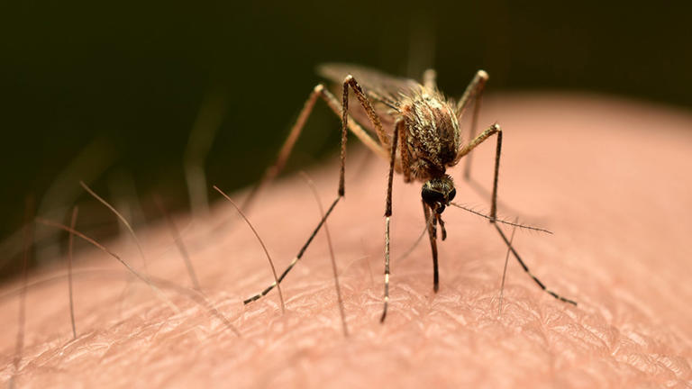 Dengue fever outbreak triggers states of emergency in 3 southern counties