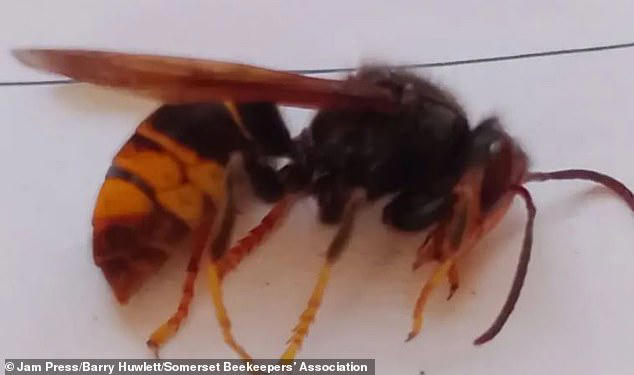 Fears Asian hornets are spreading across England after nest was found ...