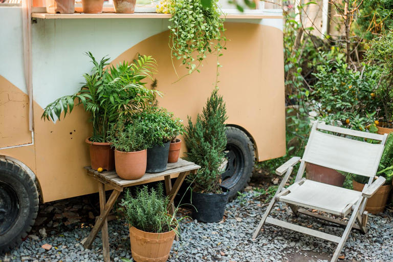 Árboles de porte pequeño para jardines y veredas